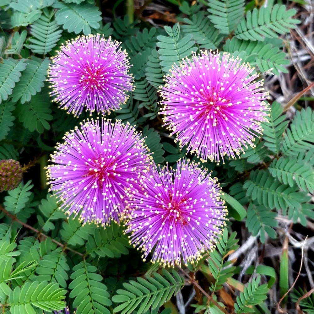 Meet your Posher, Arborgirl!